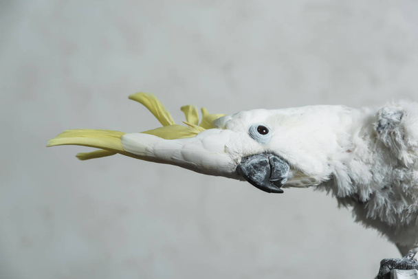 White talking parrot cockatoo with yellow tuft. Loss of feathers in a parrot. Bald Cockatoo. - 写真・画像