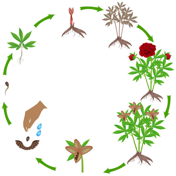 Cykl życia czerwonej piwonii roślin na białym tle. - Wektor, obraz