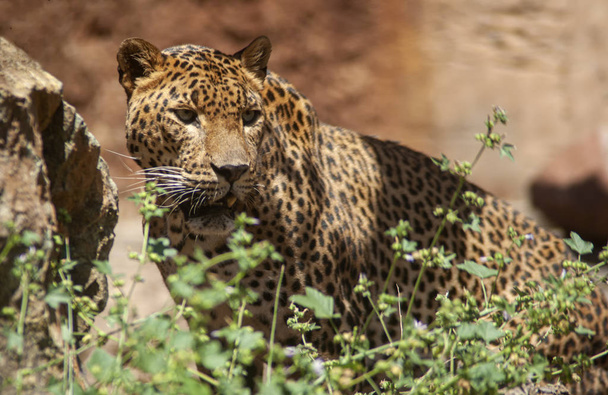 Afrikanische Wildtiere, Leoparden - Foto, Bild