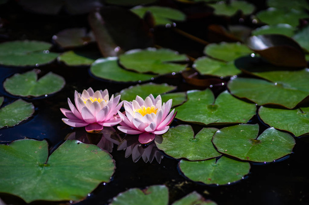 Water lily flowers - Фото, изображение