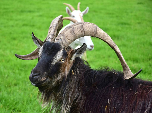 Portré egy lenyűgöző hím kecske. - Fotó, kép