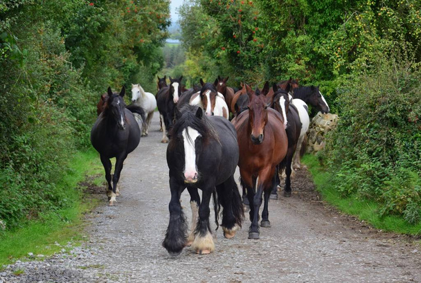 Grupa koni udając się do stajni. Irlandia. - Zdjęcie, obraz