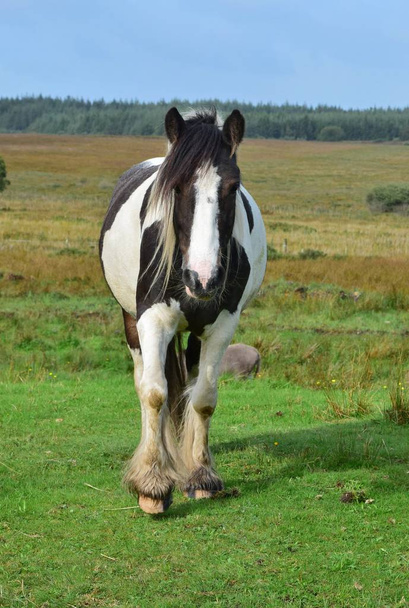 Hermoso caballo piebald en Irlanda
. - Foto, imagen
