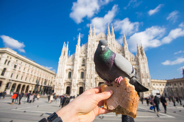 Utazás, Olaszországban és madarak koncepció - vicces galambok eszik kézzel előtt a Dóm, Milánó - Fotó, kép