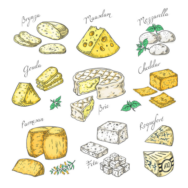 Elle çizilmiş peynir. Doodle mezeler ve gıda dilimleri, farklı peynir türleri Parmesan, brie cheddar feta. Aperatiflerin vektör krokisi - Vektör, Görsel