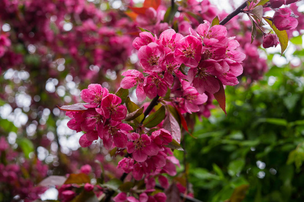 Красиві рожеві квіти темної вишневої сливи на гілці навесні
. - Фото, зображення