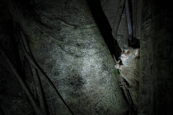 Tarsier espectral, espectro Tarsius, retrato de raro mamífero endêmico comendo gafanhoto, pequeno primata bonito em grande árvore ficus na selva, Parque Nacional Tangkoko, Sulawesi, Indonésia, Ásia
 - Foto, Imagem