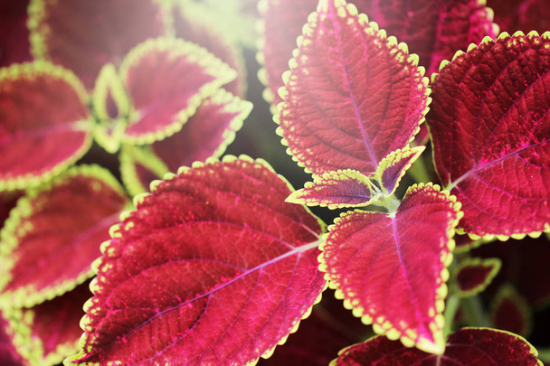 Close up red leaves nature background. - Zdjęcie, obraz