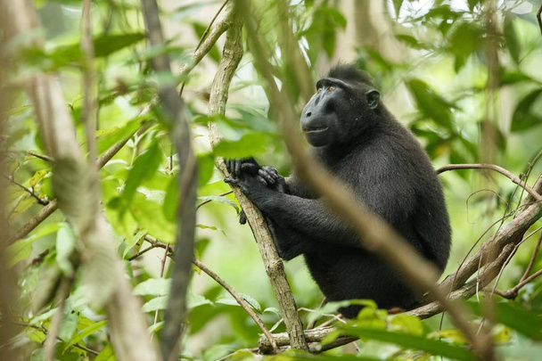 Célèbes crépis macaque sur la branche de l'arbre. Gros plan portrait. Macaque à crête noire endémique ou singe noir. Habitat naturel. Mammifères uniques dans le parc national de Tangkoko, Sulawesi. Indonésie
 - Photo, image