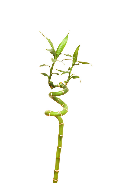 Bamboo branches isolated on the white - Photo, Image