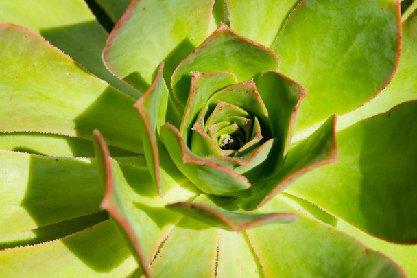 Green cactus - Foto, Bild