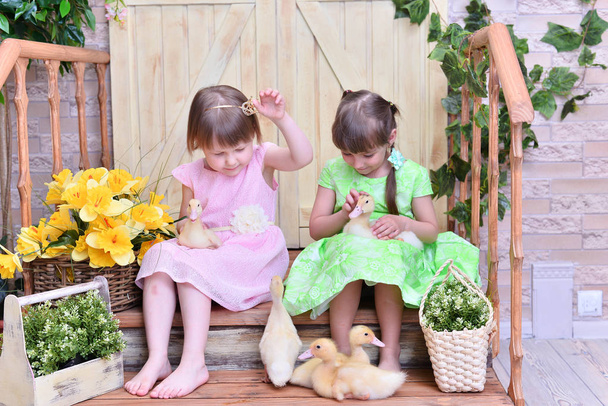 Красиві милі дівчата з маленькими качками
 - Фото, зображення