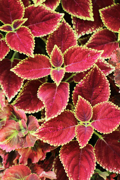 Close up red leaves nature background. - Zdjęcie, obraz