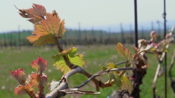 Jonge groen-rode bladeren van druiven op wijngaard in het voorjaar winderige dag. Druiven wijnstok blad op braird trillen onder waait wind. Zaaizaad plant onder lichte wind. Groeiende tak, arm, stengelscheuten op boerderij. Groen-hout enten. - Video