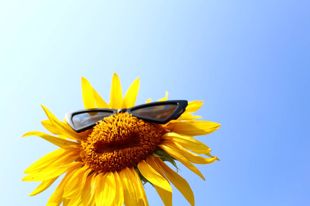 подсолнух в солнечных очках перед голубым небом
 - Фото, изображение