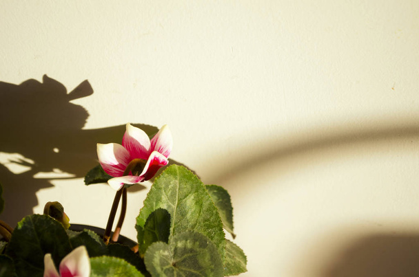 White-pink cyclomen flowers with green leaves against a beige wall background. The setting sun. Shadows and silhouettes on the wall. Background copy space. Selective focus image. - Photo, Image