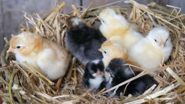 Pequeno recém-nascido de um dia de idade eclodiu galinhas fofas de cor amarela e preta no ninho de feno em um fundo de madeira
 - Filmagem, Vídeo