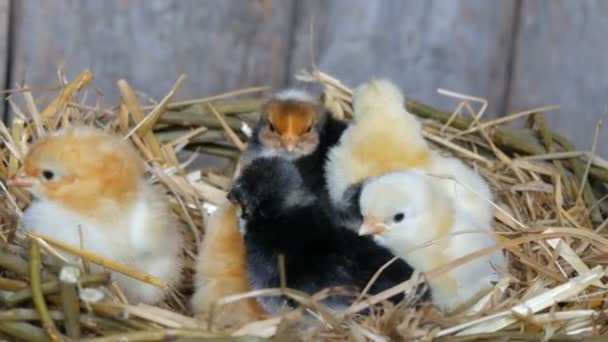 Pollos mullidos recién nacidos de un día de edad eclosionados de color amarillo y negro en el nido de heno sobre un fondo de madera
 - Metraje, vídeo