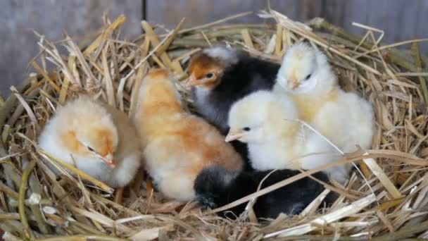 Pollos mullidos recién nacidos de un día de edad eclosionados de color amarillo y negro en el nido de heno sobre un fondo de madera
 - Imágenes, Vídeo