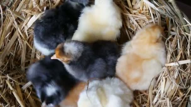 木製の背景に干し草の巣で黄色と黒色の小さな新生児1日の孵化ふわふわ鶏 - 映像、動画