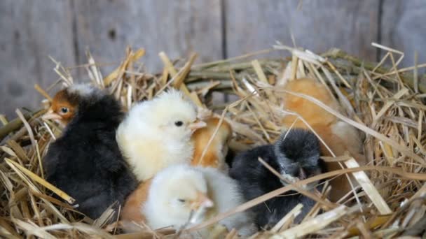 kleine neugeborene, einen Tag alte flauschige Hühner von gelber und schwarzer Farbe im Heunest auf Holzgrund - Filmmaterial, Video