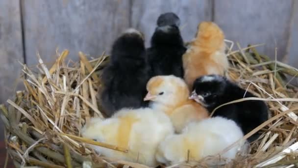Malé čerstvě narozené staré načechrané kuřátka žluté a černé barvy v hnízdečku sena na dřevěném pozadí - Záběry, video