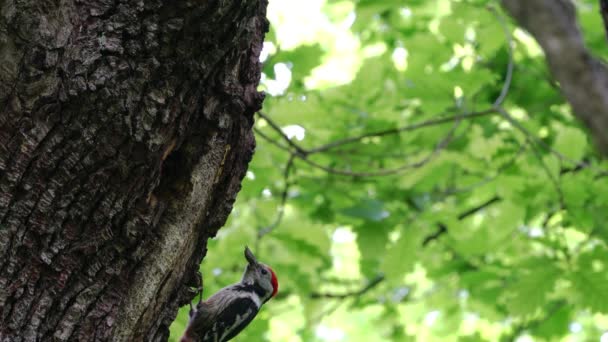 Picchi macchiati medi (Leiopicus medius) porta cibo per i pulcini a nidificare nell'albero - Filmati, video
