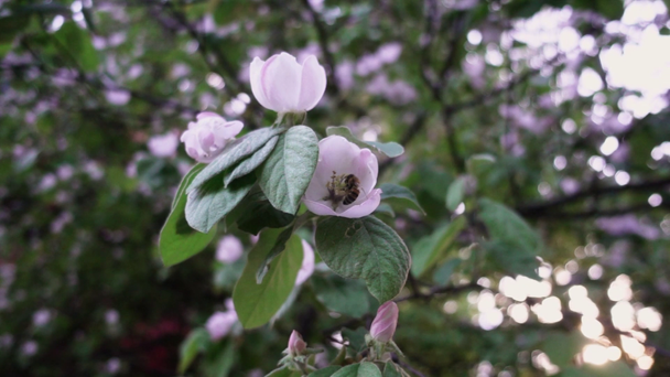 apple quince tree blooming shot in slow motion - Metraje, vídeo