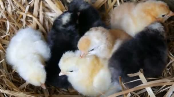 Malé čerstvě narozené staré načechrané kuřátka žluté a černé barvy v hnízdečku sena na dřevěném pozadí - Záběry, video