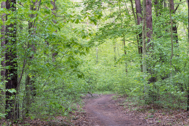 sentier pédestre en forêt printanière
 - Photo, image