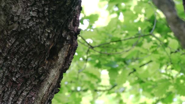 Middelste gevlekte specht (Leiopicus medius) brengt voedsel voor de kuikens om te nestelen in een boom - Video