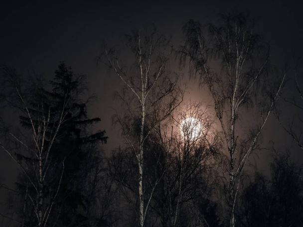 Lua cheia brilhando através da floresta no inverno
 - Foto, Imagem
