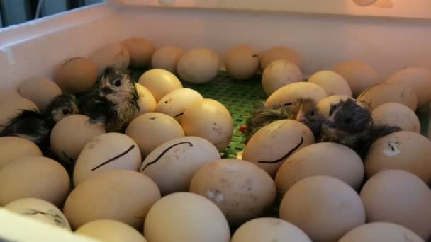 Дрібні ще мокрі новонароджені білі і чорні курчата розбивають яєчну шкаралупу біля яєць вдома інкубатор на фермі
 - Кадри, відео