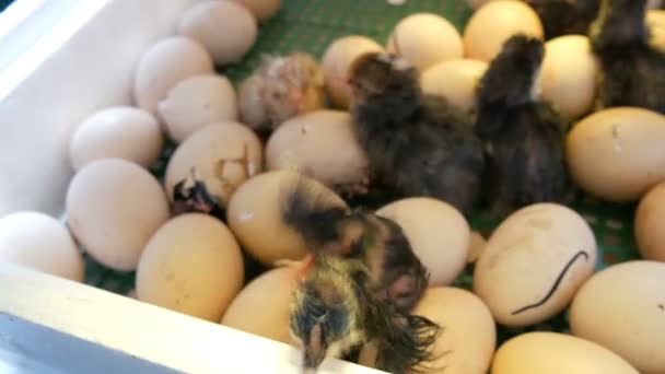 小さなまだ濡れた新生児白と黒の鶏は、農場の家庭のインキュベーターで卵の隣に卵殻を破ります - 映像、動画