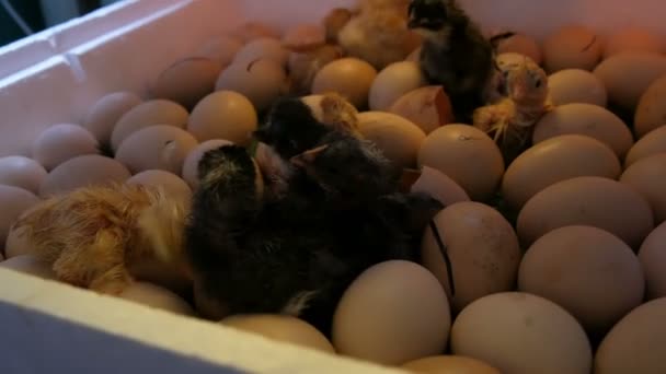 Маленькие еще мокрые новорожденные белые и черные цыплята разбивают яичную скорлупу рядом с яйцами в домашнем инкубаторе на ферме
 - Кадры, видео