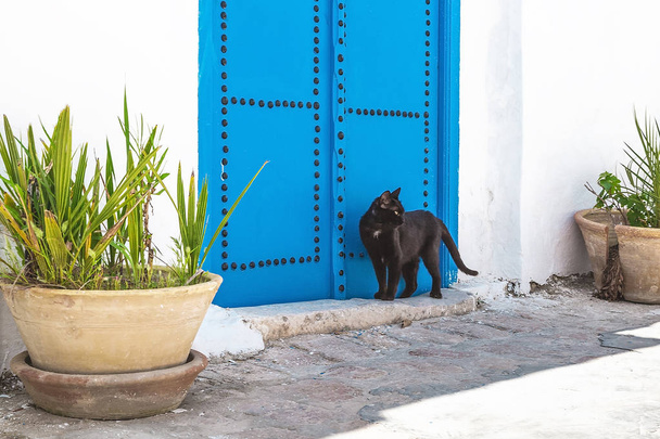 Utcáin Sidi Bou Said, Tunézia. Fekete macska a ház mellett. - Fotó, kép