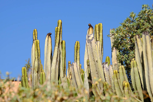 Kaktusy s modrou oblohou na pozadí. - Fotografie, Obrázek