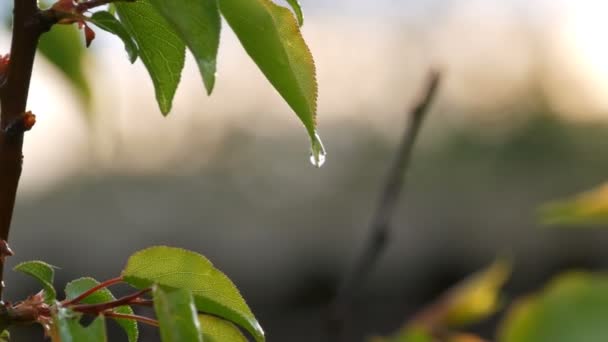 Picturesque scene of a young green leaf apricots tree after the rain in the setting sun. Raindrops water on the branch in the spring or in the summer close up view - Footage, Video