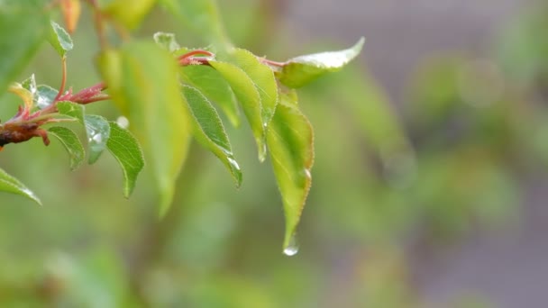 Schilderachtige scène van een jonge groene blad abrikozenboom na de regen in de ondergaande zon. Regendruppels water op de tak in het voorjaar of in de zomer close-up weergeven - Video