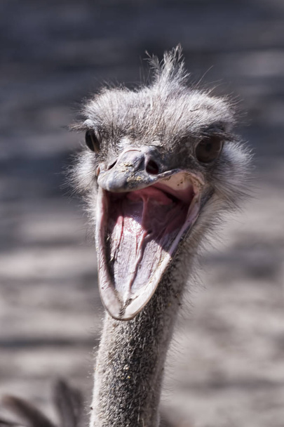 Head ostrich close up. The ostrich is screaming - Фото, изображение