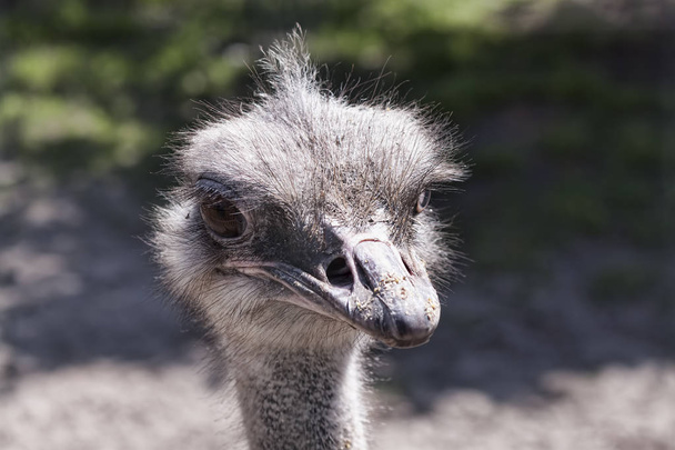  Смішні емоції, телефонний знімок в страусовому корпусі
 - Фото, зображення