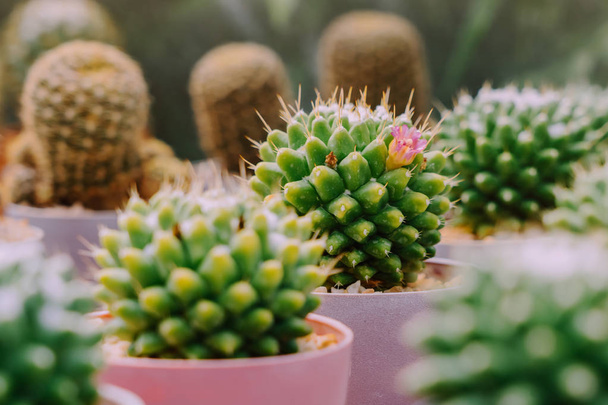 Variété de petits cactus et plantes succulentes dans divers pots pour décorer dans les cafés
 - Photo, image