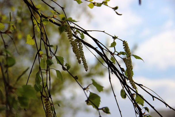 Paljon kevään vihreät lehdet ja kukkivat koivu korvakorut vastaan sininen taivas valkoiset pilvet. koivun kukinta-allergia
 - Valokuva, kuva