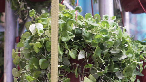 Wspaniałe zielone kwitnące rośliny doniczkowane w doniczkach garnki na białym metalowym stojaku - Materiał filmowy, wideo