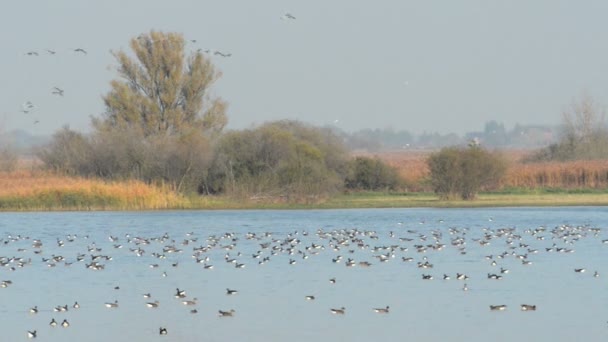 Wilde ganzen op het meer van Havelland (Duitsland rusten) - Video