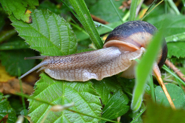 Karmienie ślimak w lesie gór Rodopy zachodnich, Góra Orpheus (Bułgaria) - Zdjęcie, obraz
