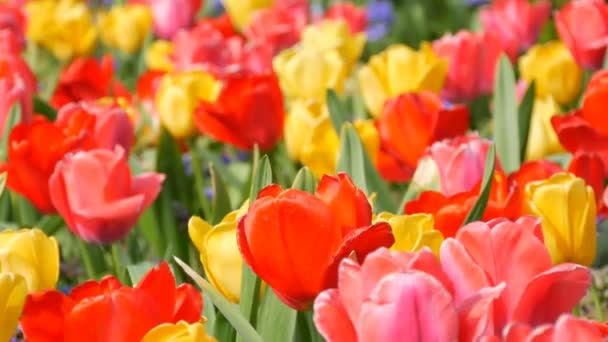 Pitoresk güzel renkli kırmızı ve sarı lale ler bahar bahçesinde çiçek açar. Kraliyet parkı Keukenhof ilkbaharda Dekoratif lale çiçeği çiçeği. Yakın görüş Hollanda, Hollanda - Video, Çekim