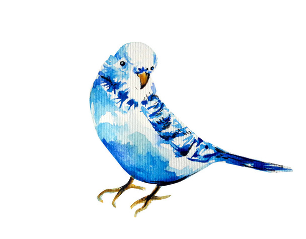 Beautiful watercolor blue bird illustration - Photo, Image