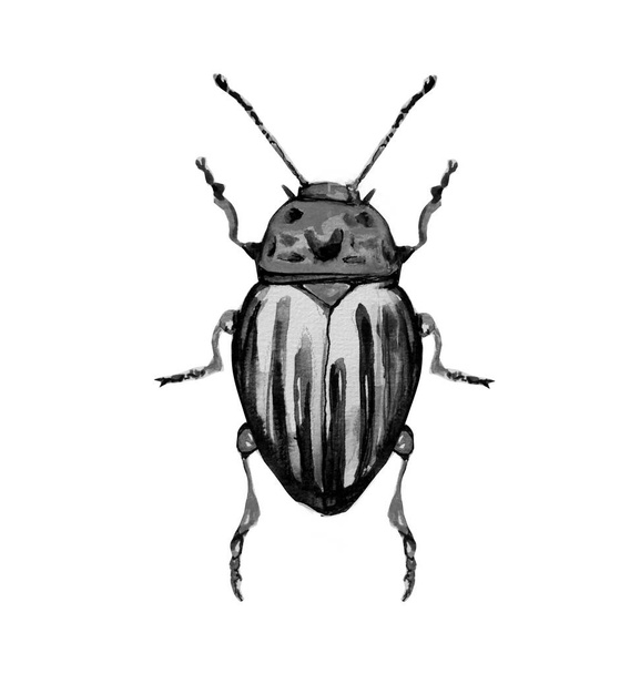 Pintura acuarela bug arte ilustración
 - Foto, imagen