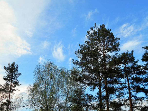 Stromy v lese za slunečného dne - Fotografie, Obrázek